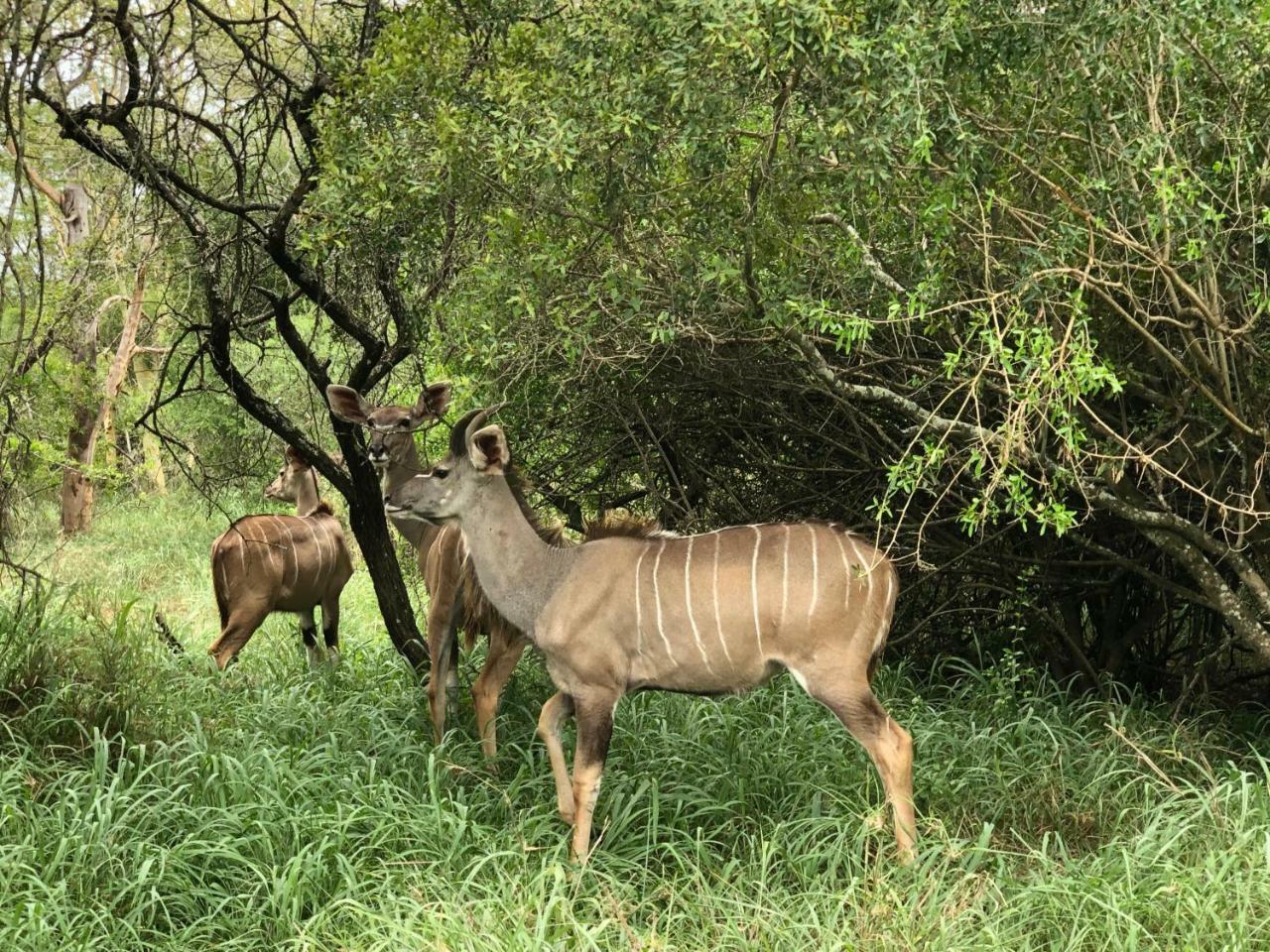 Msunduze River Lodge Mkuze Екстериор снимка